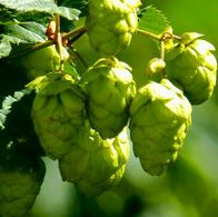 Grow your own HOPS